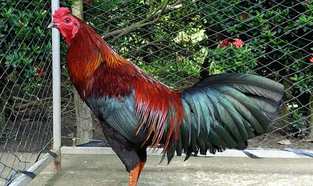 Đá gà Thomo là như nào? Đá gà Thomo là như nào?