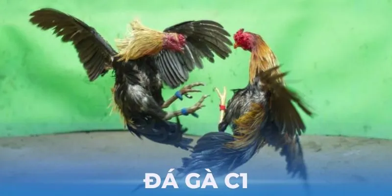 Luật lệ chơi Đá Gà Tre siêu đơn giản Luật lệ chơi Đá Gà Tre siêu đơn giản